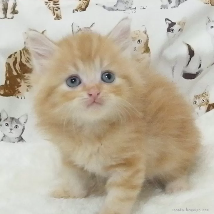 ID:2409-02032の子猫