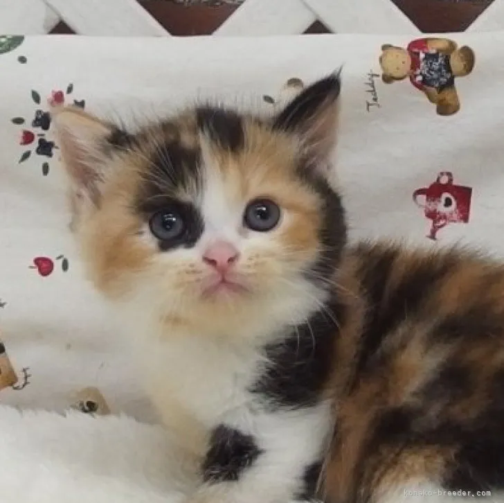 Y.T 様のお迎えした子猫