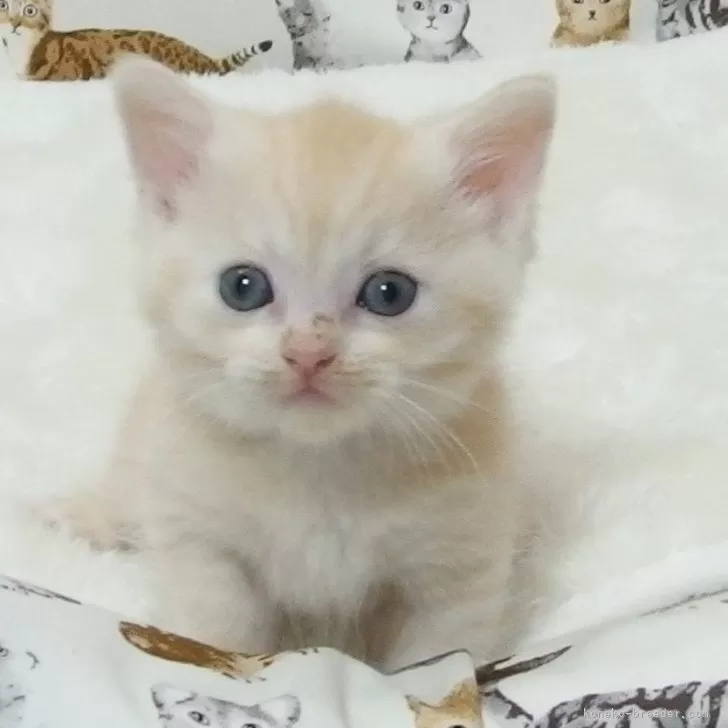 ID:2409-02049の子猫