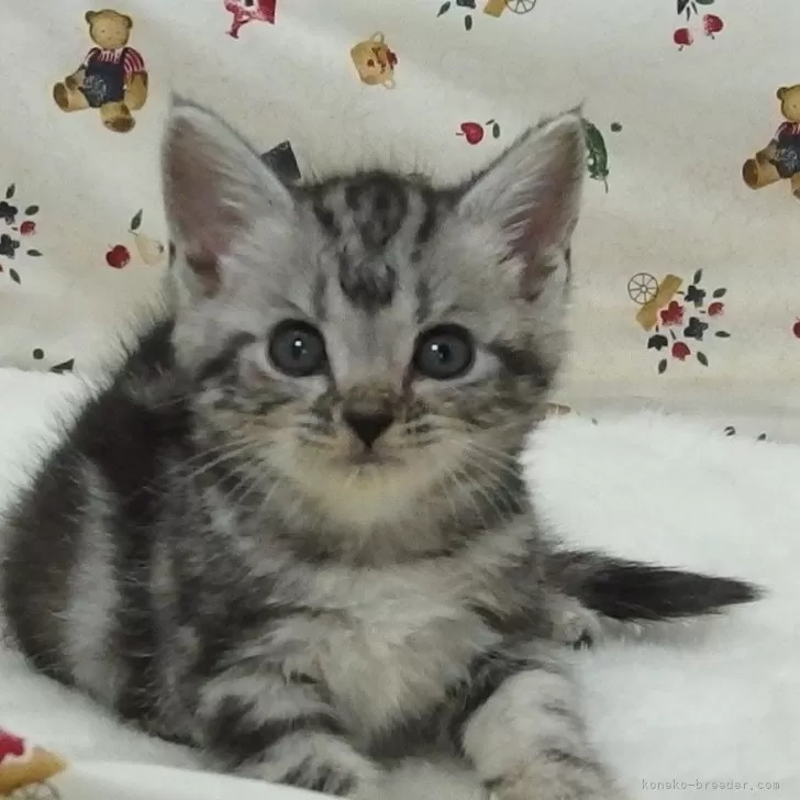 はばたん 様のお迎えした子猫