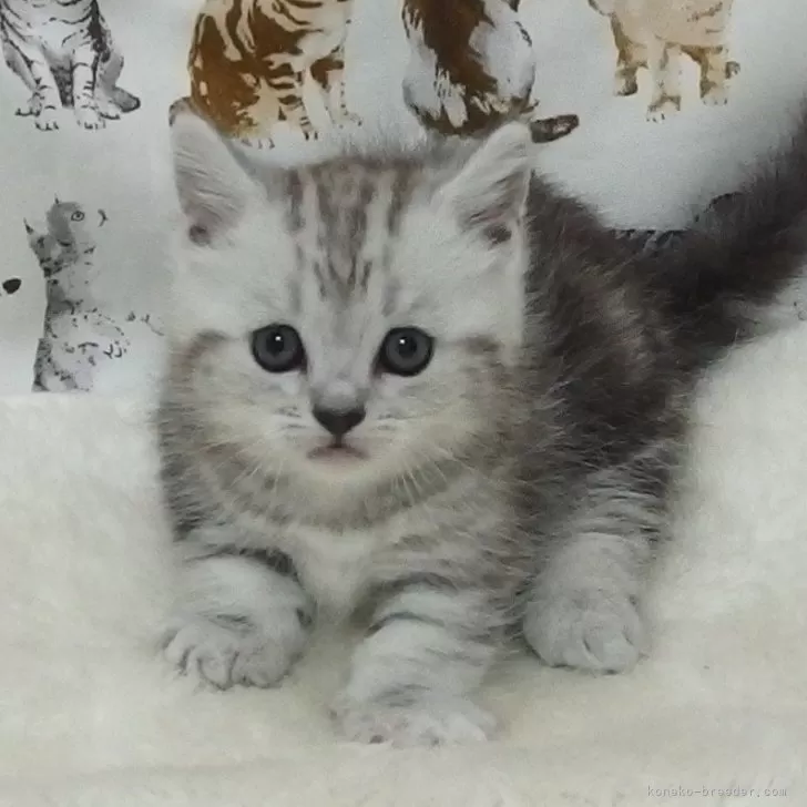 ひめたんママ 様のお迎えした子猫