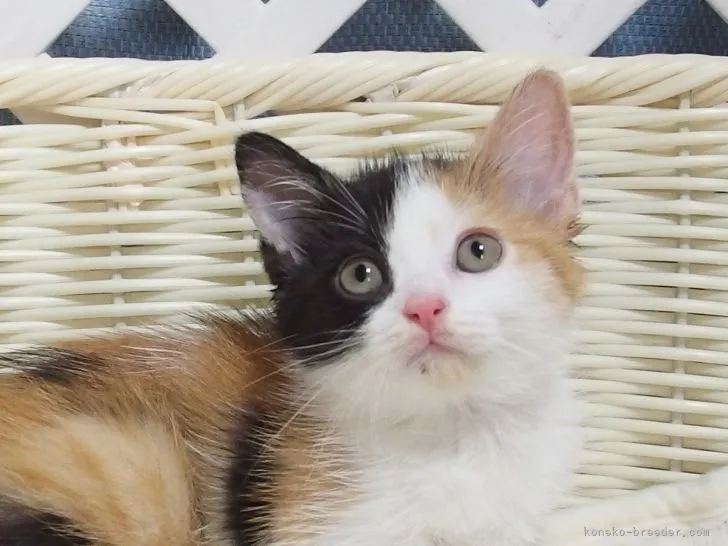 Ryomo 様のお迎えした子猫