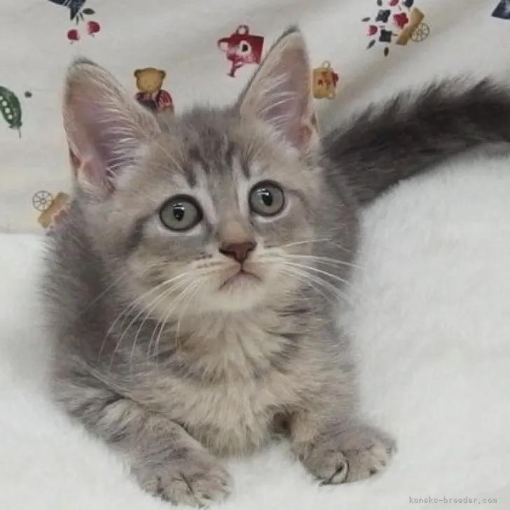 ID：2308-01512の子猫