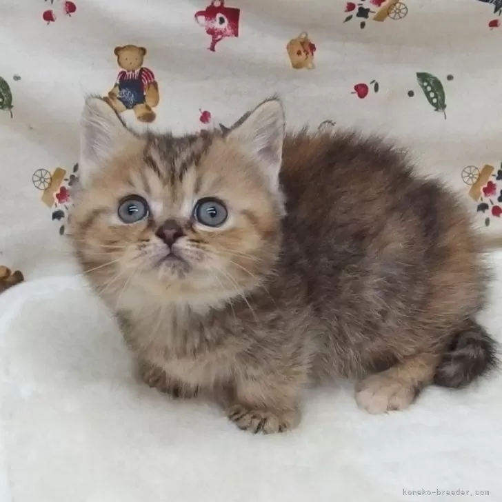 ID：2403-02281の子猫