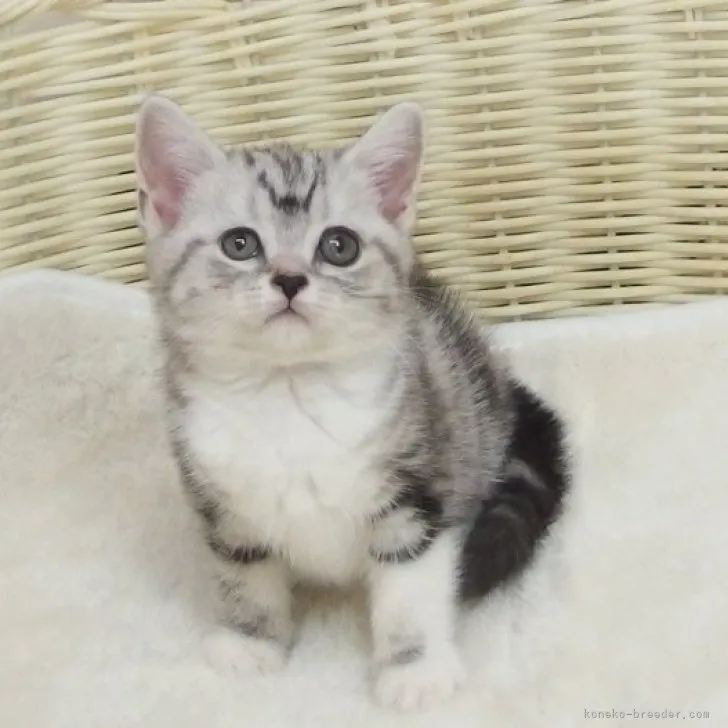 ID：2306-01533の子猫