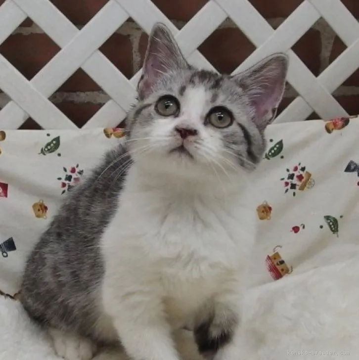ID:2310-00967の子猫