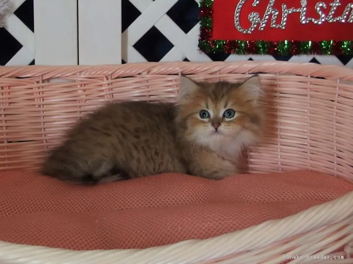 ID:1811-00664の子猫