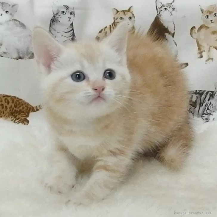 Quu 様のお迎えした子猫