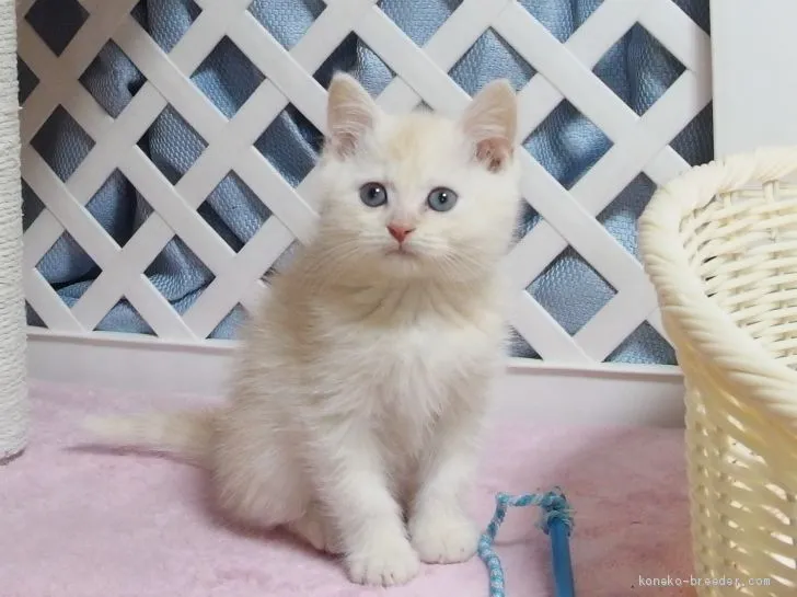 ID：2011-00064の子猫