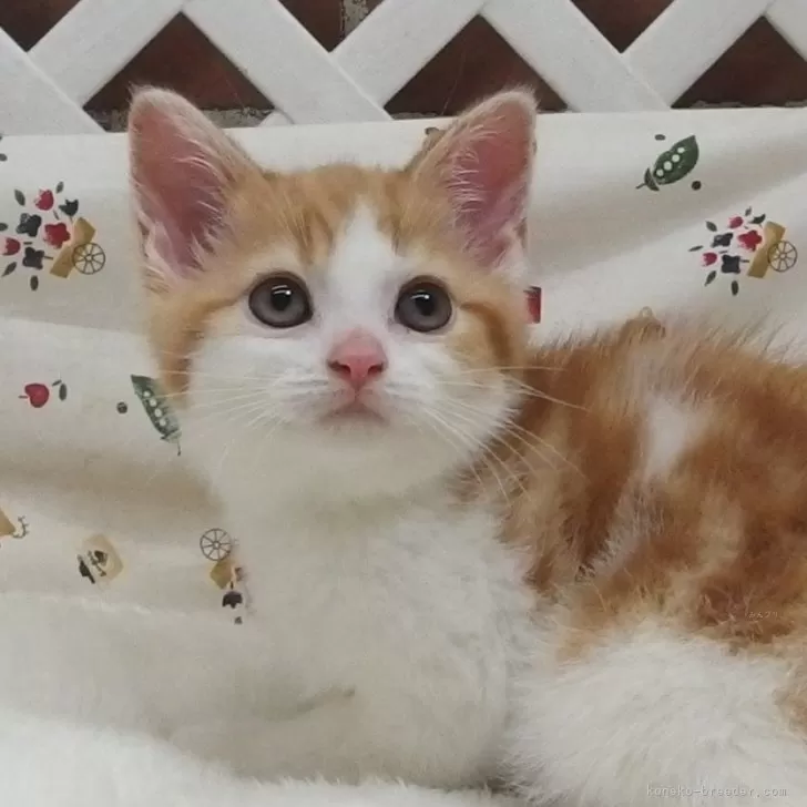 ID:2402-02050の子猫