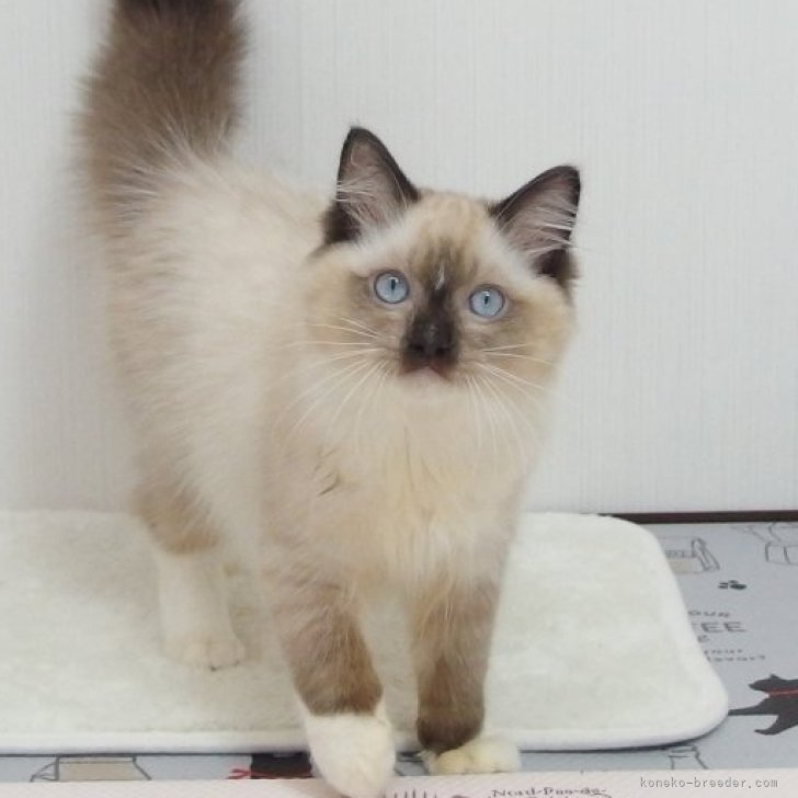 うたママ 様のお迎えした子猫