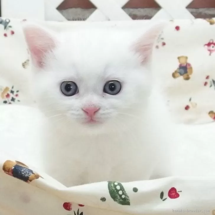 H.K 様のお迎えした子猫