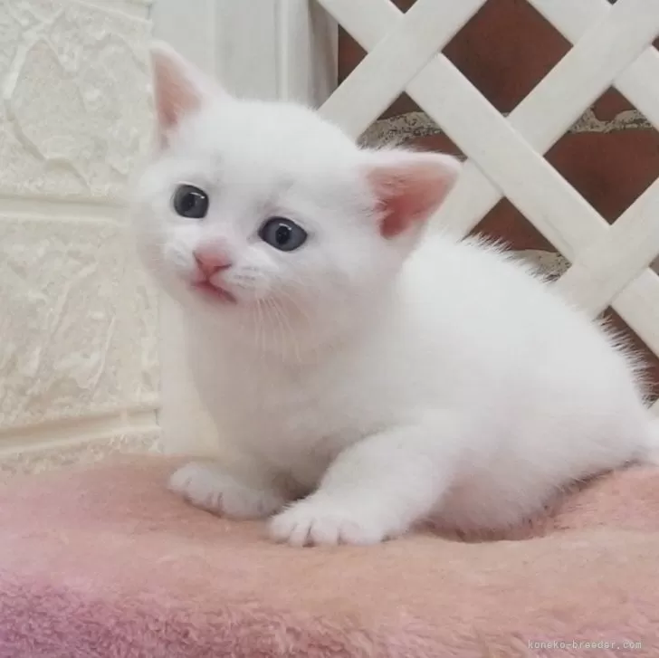 K.K 様のお迎えした子猫