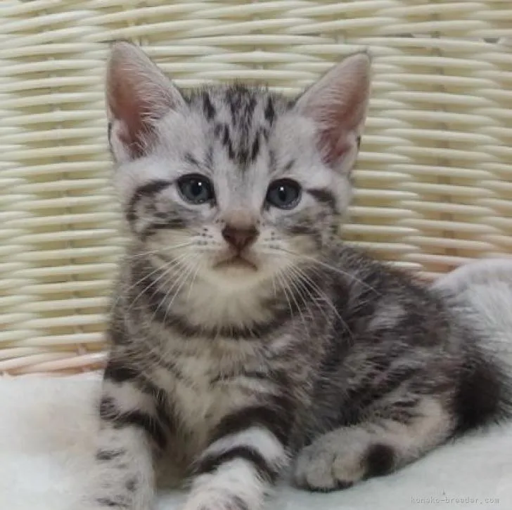 ID:2207-02759の子猫