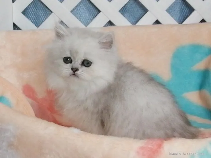 ID:1904-00364の子猫