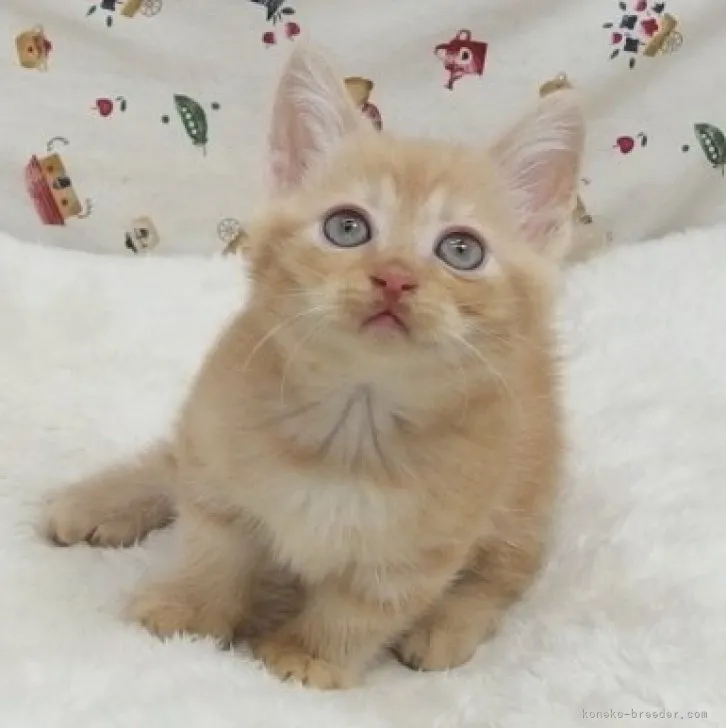 コムサ 様のお迎えした子猫