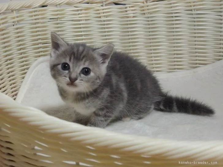 ID：2110-02475の子猫