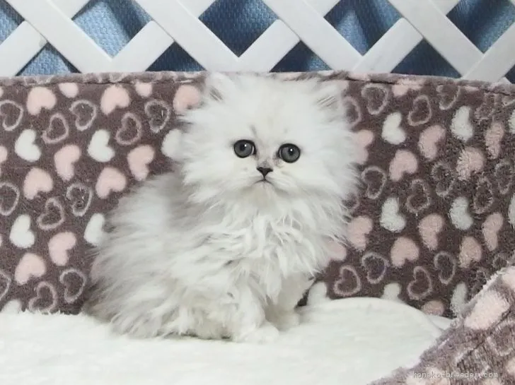 ID：1912-01444の子猫