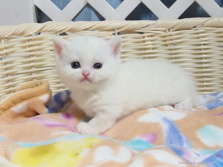 ID:2005-01531の子猫