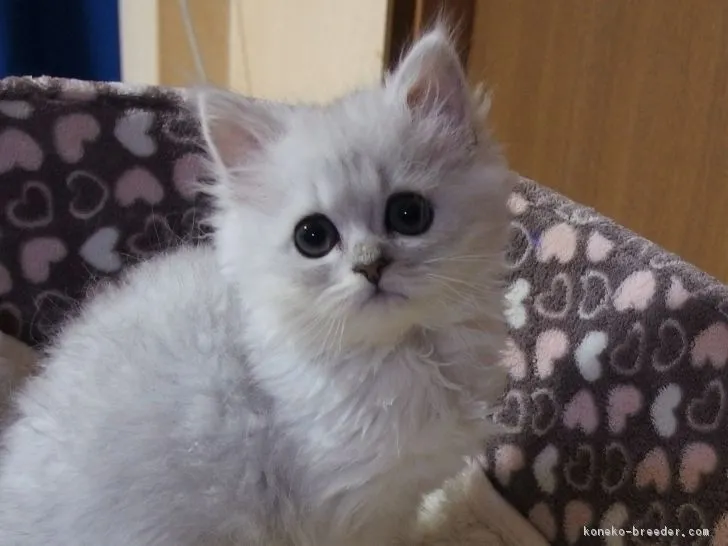 ID：1811-00652の子猫