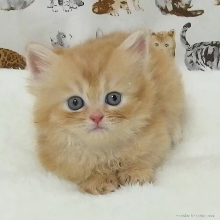 ID:2409-01357の子猫