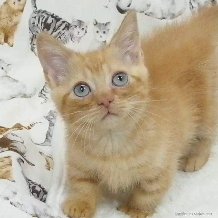 ID:2408-02058の子猫