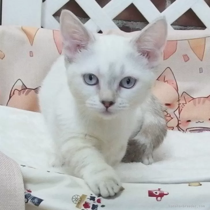 ID:2406-00957の子猫