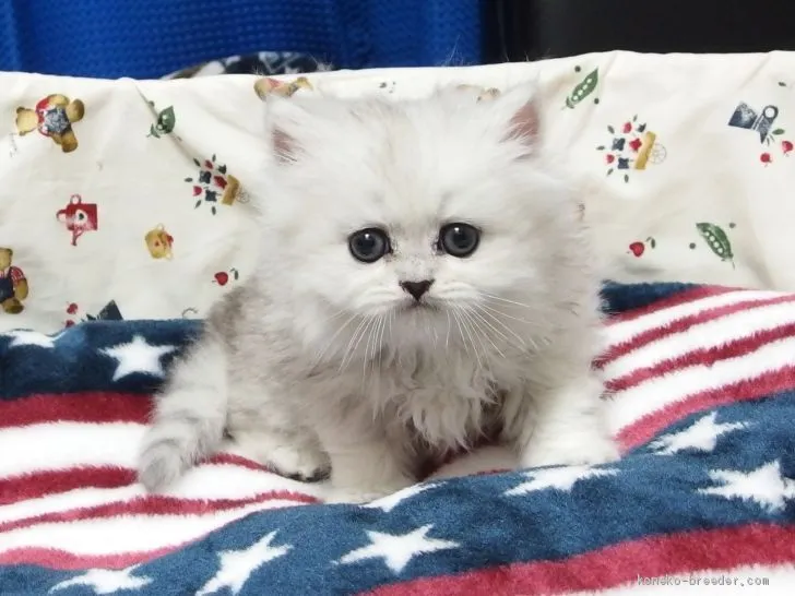 ID:2004-02467の子猫