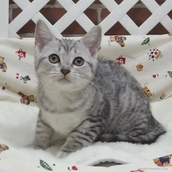 ID:2402-00040の子猫