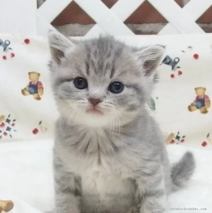 ID:2401-00539の子猫