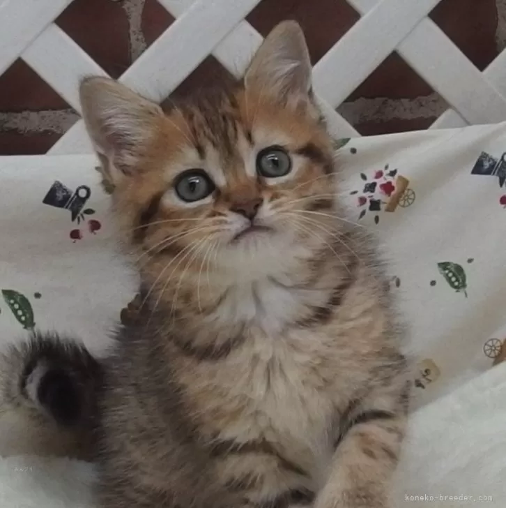 sami 様のお迎えした子猫