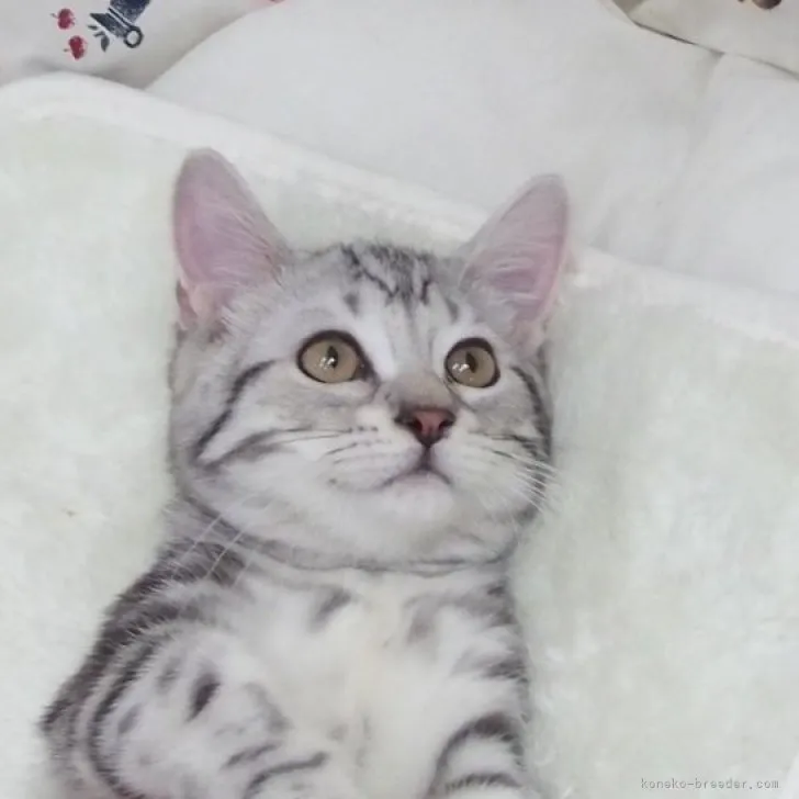 M.Ｉ 様のお迎えした子猫