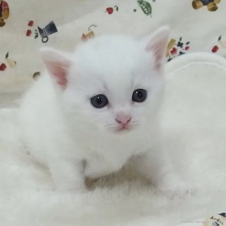 KG 様のお迎えした子猫