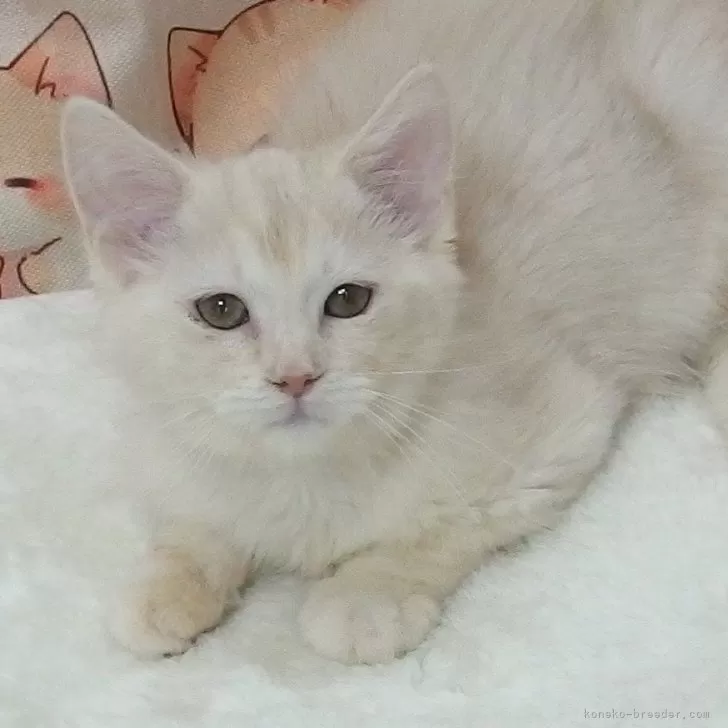 T.T 様のお迎えした子猫