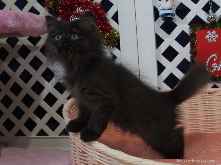 isy_dsk 様のお迎えした子猫