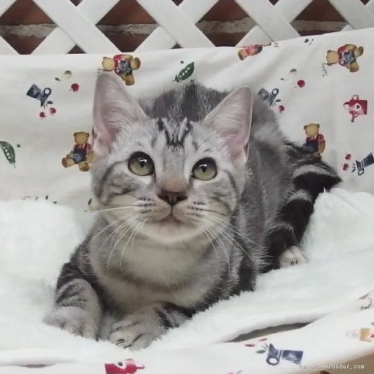 らんちゃん 様のお迎えした子猫