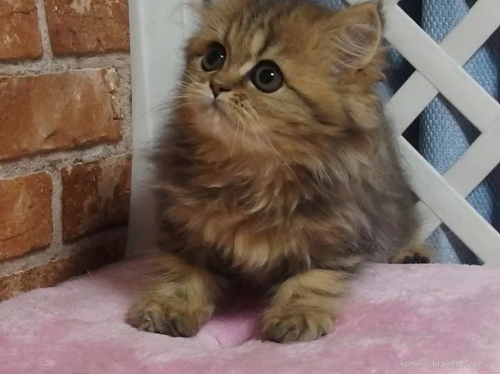 ID：1909-01740の子猫