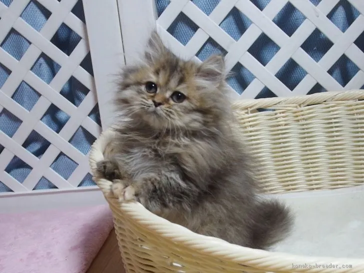 ID:2101-00213の子猫