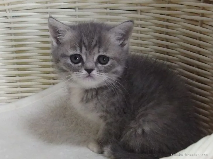 渡辺 様のお迎えした子猫