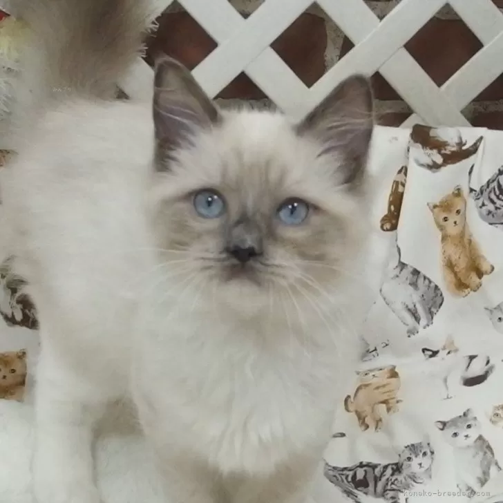 ID：2410-01729の子猫