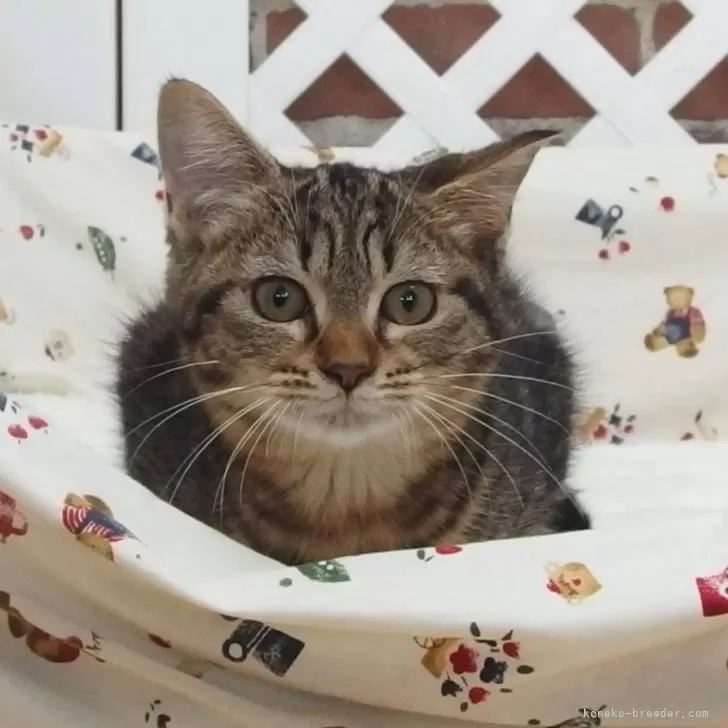 M.S 様のお迎えした子猫