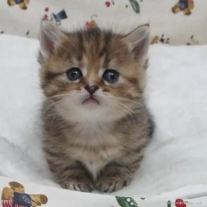 ID：2401-00534の子猫