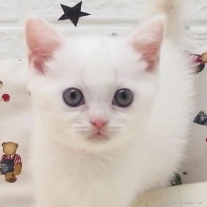 K.T 様のお迎えした子猫