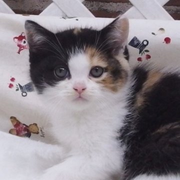 スコティッシュフォールド(立ち耳)【大阪府・女の子・2024年2月6日・キャリコ】の写真「全て込みの特別価格で可愛い女の子です」