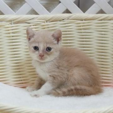 マンチカン(長足)【大阪府・男の子・2022年6月3日・クリーム（ショート）】の写真「全て込みの価格で元気な男の子（長足）」