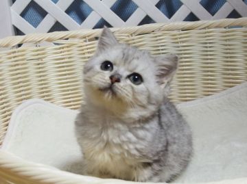 ミヌエット【大阪府・男の子・2020年10月20日・シルバータビー】の写真「全て込みの価格で元気な男の子です」