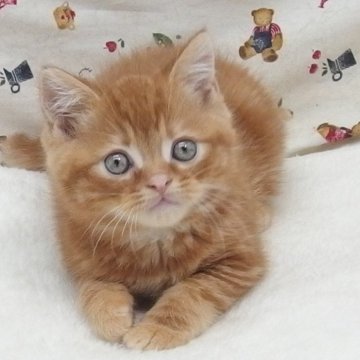 スコティッシュフォールド(立ち耳)【大阪府・男の子・2024年2月6日・レッドタビー】の写真「全て込みの価格で元気な男の子です」