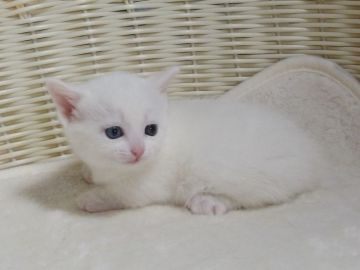 マンチカン(短足)【大阪府・女の子・2021年10月10日・ホワイト】の写真「全て込みの価格で可愛い女の子です（短足）」