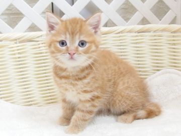 マンチカン(長足)【大阪府・男の子・2022年4月5日・レッドタビー（ショート）】の写真「全て込みの価格で元気な男の子（長足）」