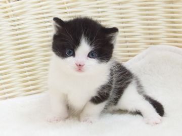 マンチカン(長足)【大阪府・女の子・2022年5月5日・ブラック&ホワイト（ショート）】の写真「全て込みの価格で可愛い女の子です（長足）」